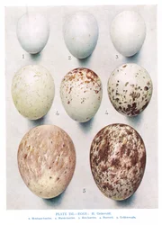Æg: agerhøne: rødhøne: osv., illustration fra „British Birds“ af Kirkman og Jourdain, 1966